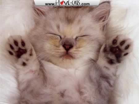  cats